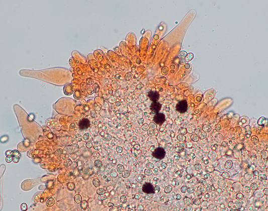 Pluteus cf diettrichii